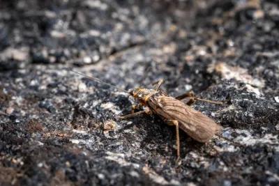 Montana Angler fly fishing trips with Montana Angler Skwala fishing