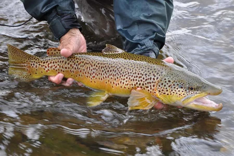 Cold Weather Trout: 4 Tips and Tactics for Winter Trout on the Fly