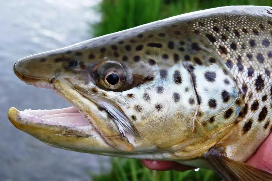 TOP 25 Places to Catch Large Trout Fly Fishing in America