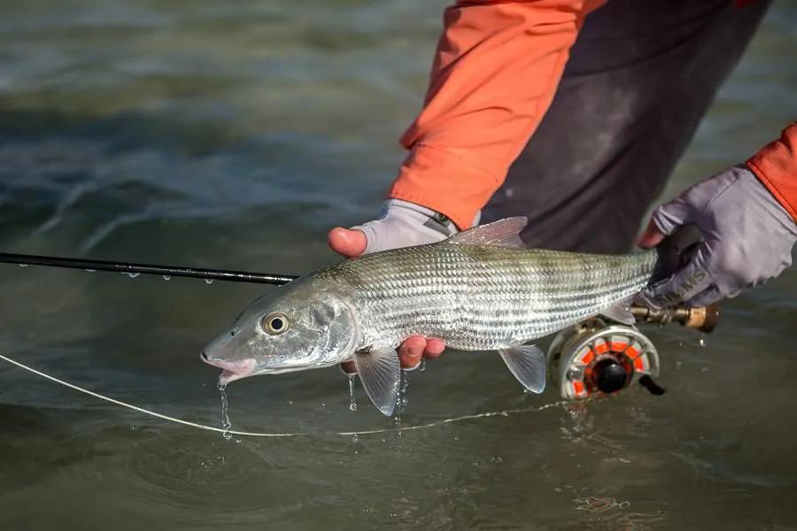 Dauphin Island's remote west end provides awesome wade-fishing