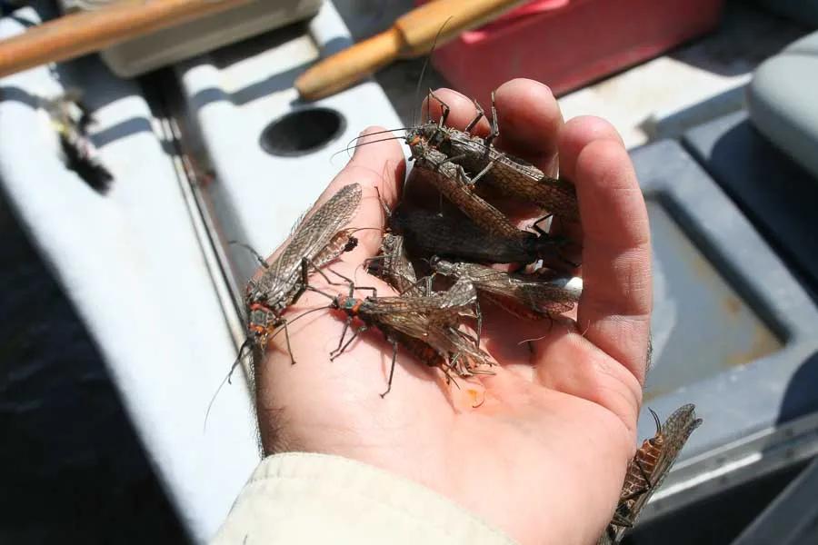 Fly Fishing Flies: Deciphering Hatches