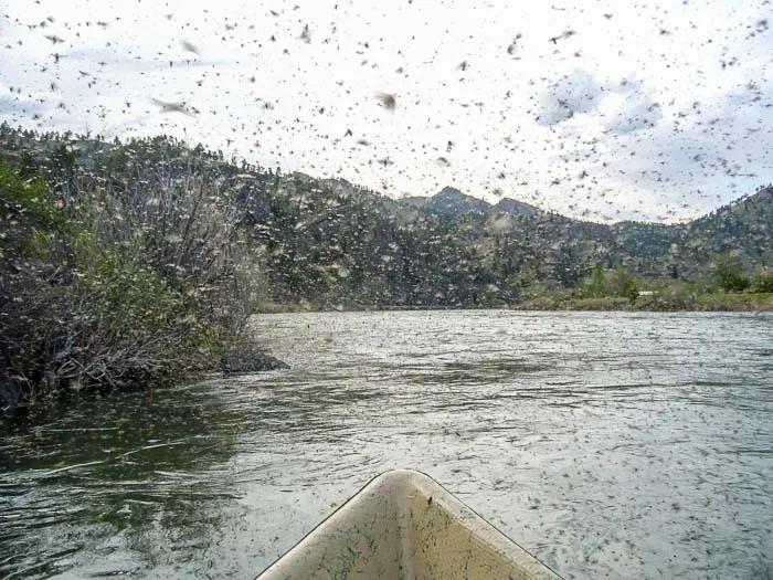 May Fly Fishing: Montana's Mother's Day Caddis Hatch