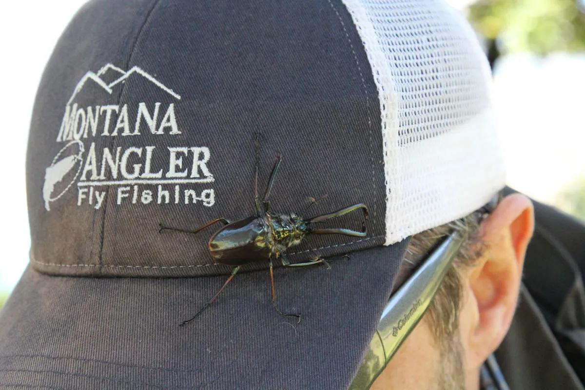 Terrestrial fly fishing in Chile: The Cantaria Beetle