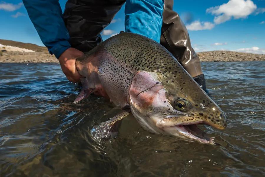 Lucky Plug - 6-Pack - Rainbow Trout Combo Kit