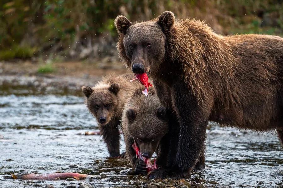 Welcome to the Lake, Hooked Fish 24 Sign - Bear Country