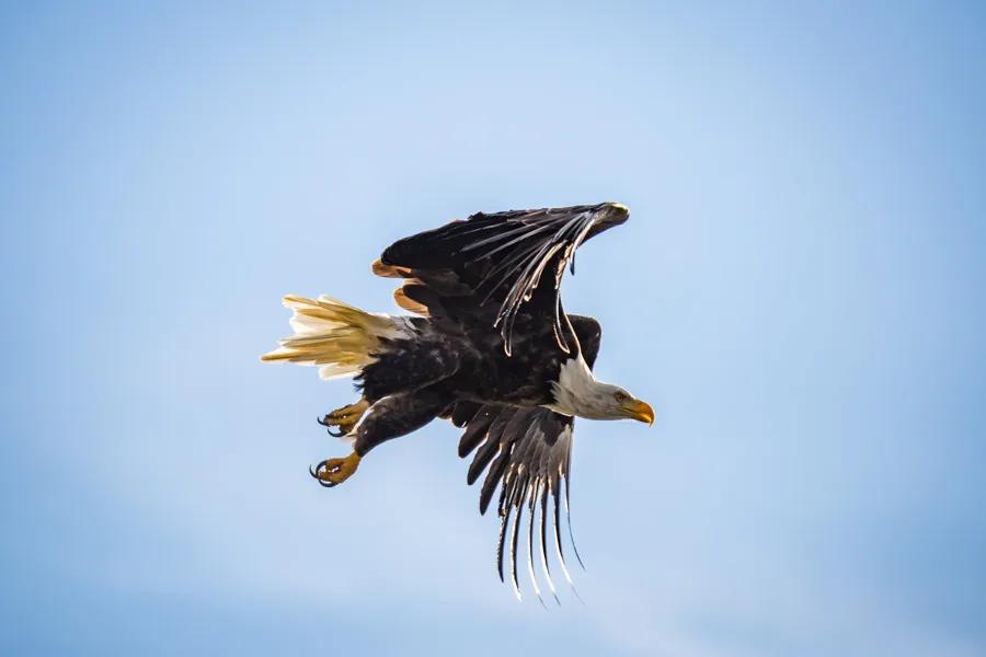 "Death from above is a serious concern for all fish, but especially for those fish that swim below the raptor latent skies of Montana."