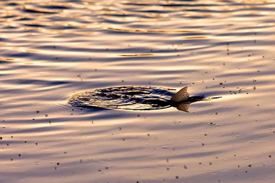 Catch More Fish with REAL Neon Green Worms! - Montana Hunting and Fishing  Information