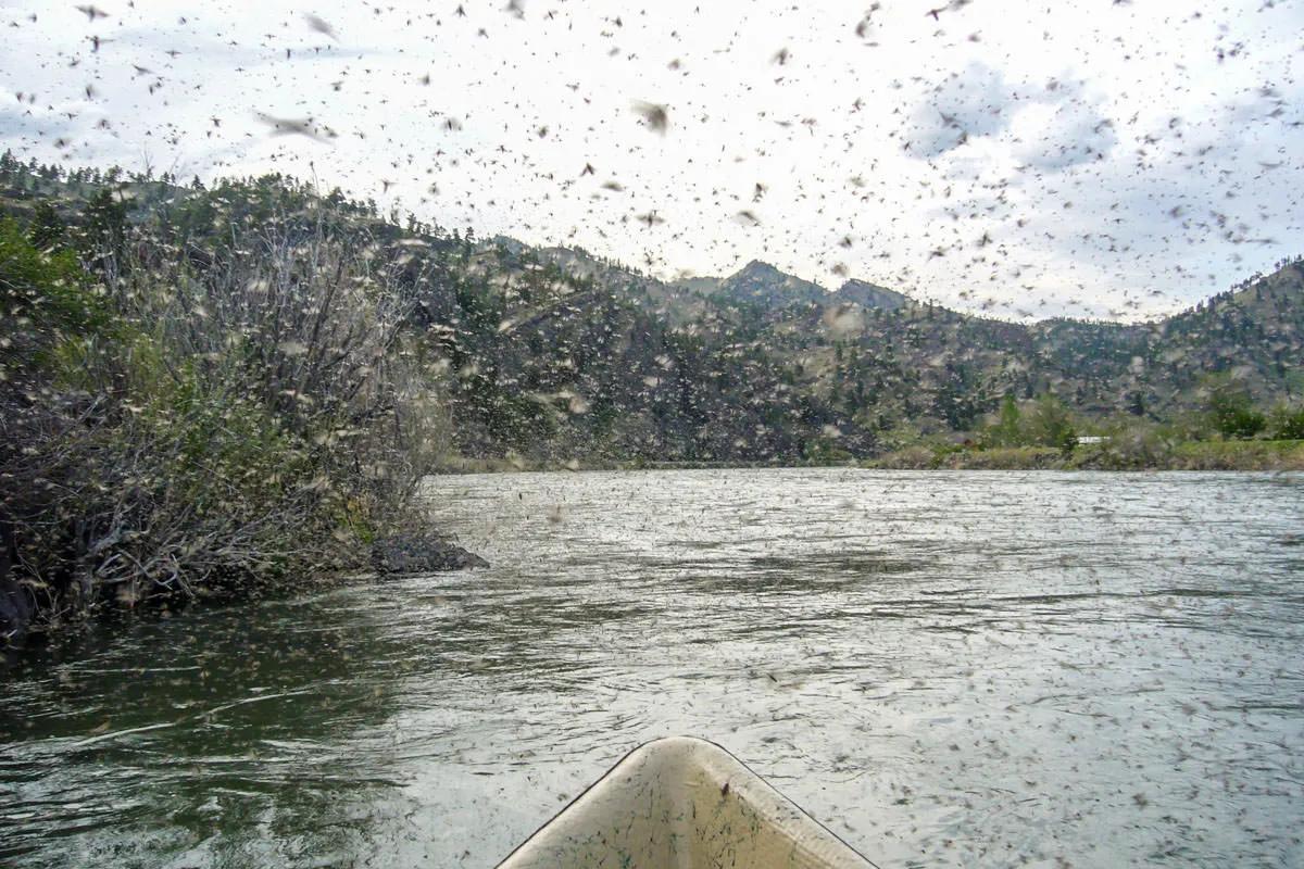 "The end of the month marks the start of the Mother's Day caddis hatch, perhaps the most spectacular insect emergence in the west.  "