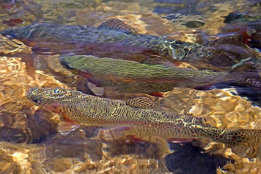 Bechler River Fly Fishing in Yellowstone National Park