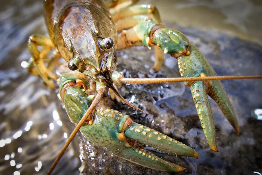 Fly Fishing Crawdads in Montana, Crayfish