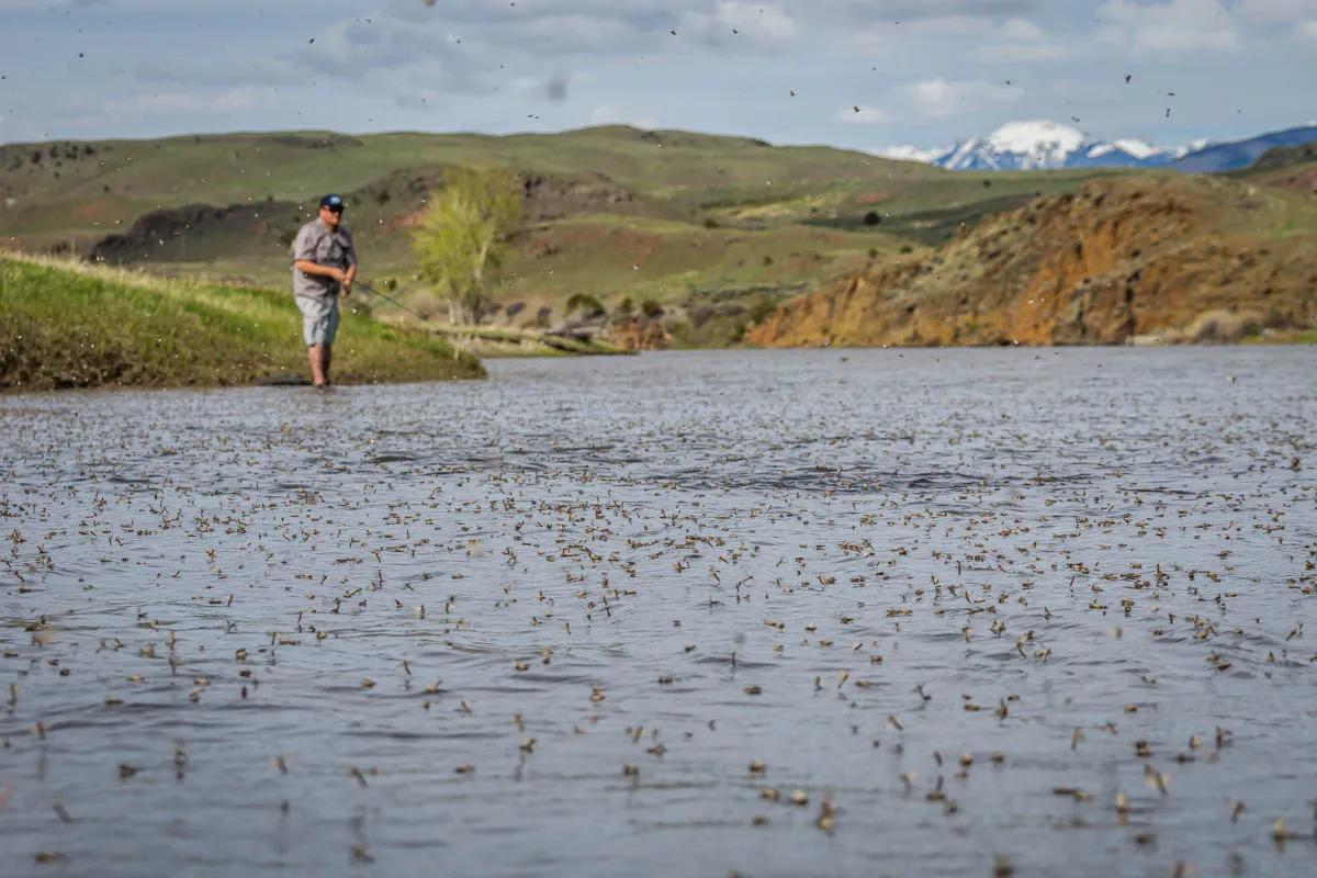 Yellowstone River fly fishing in May