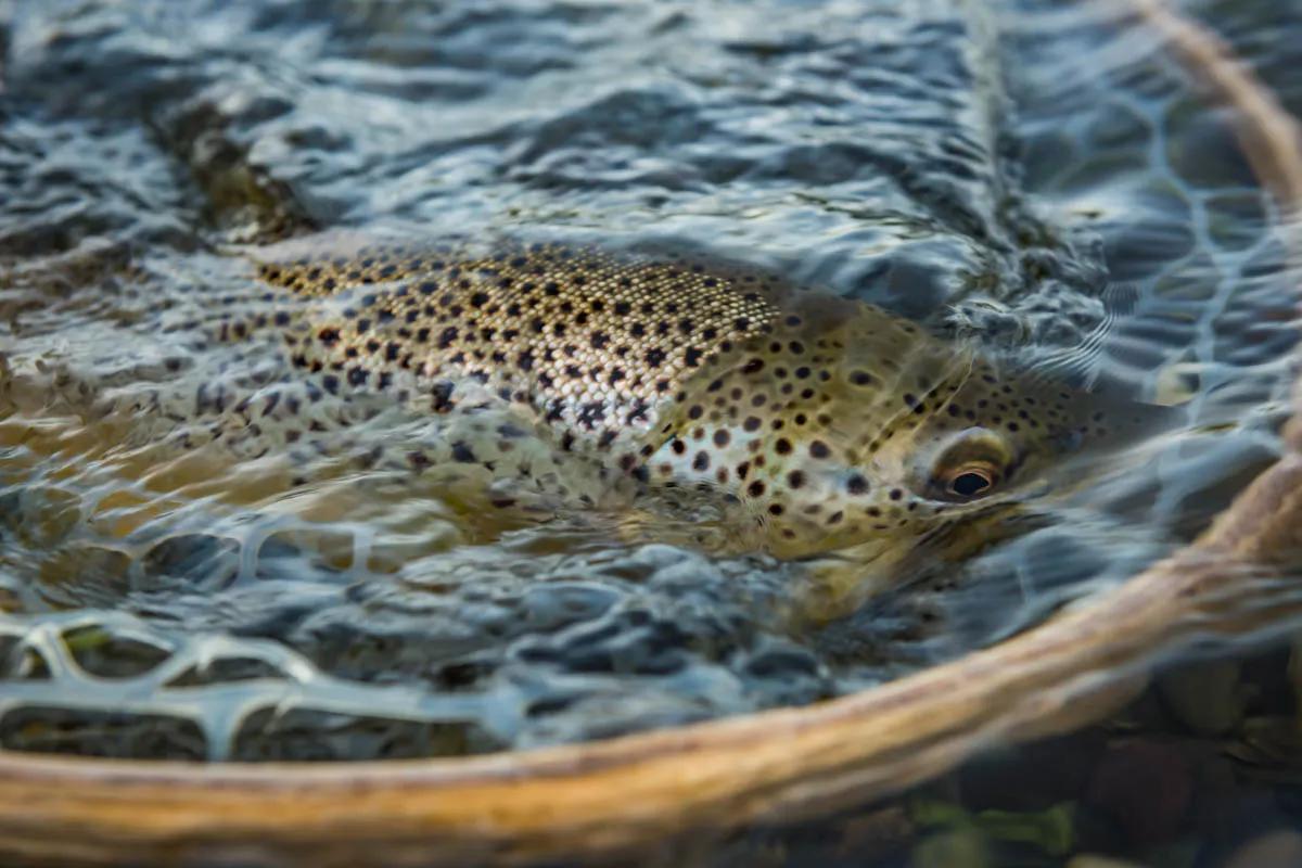 Anglers after trophy brown trout find a few each year on the Missouri River below Hauser Dam at the aptly named Land of the Giants