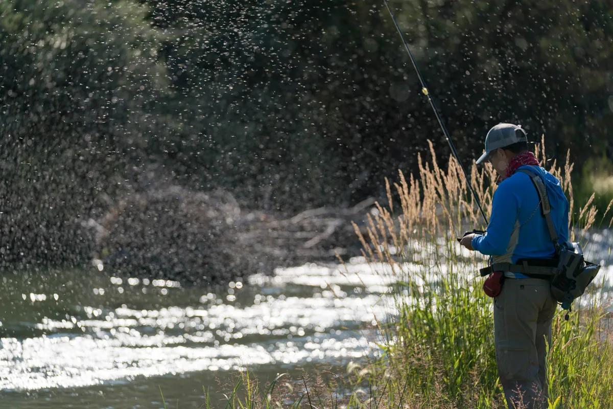 9 Tips For Fly Fishing The Trico Hatch in Montana