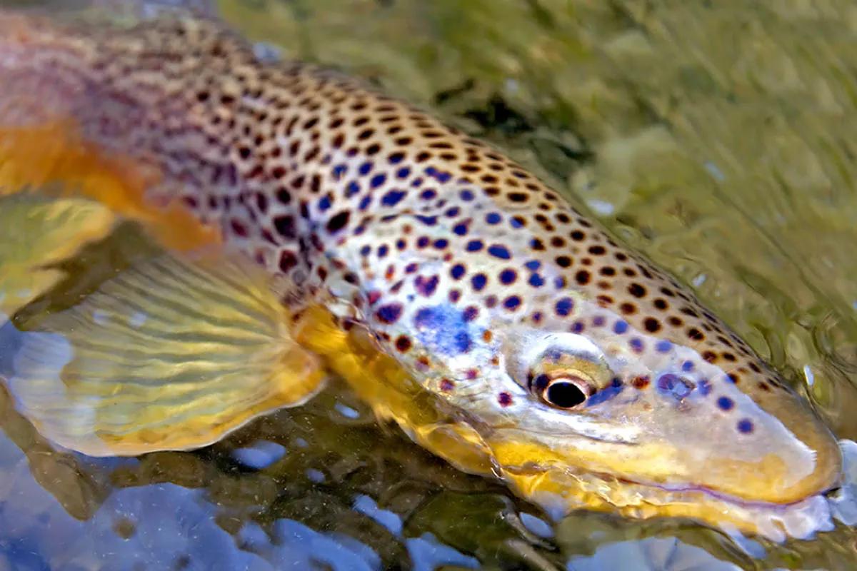 Stoneflies draw trout to the surface on the Smith River in May