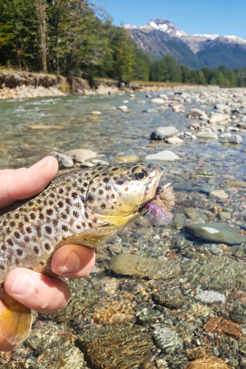 Best Time to Fly Fish in Chile-Patagonia » Outdoors International
