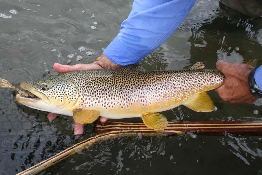 Big fish like this want big meals. One of the few times that a really large brown trout will rise to the surface is during the salmonfly hatch.