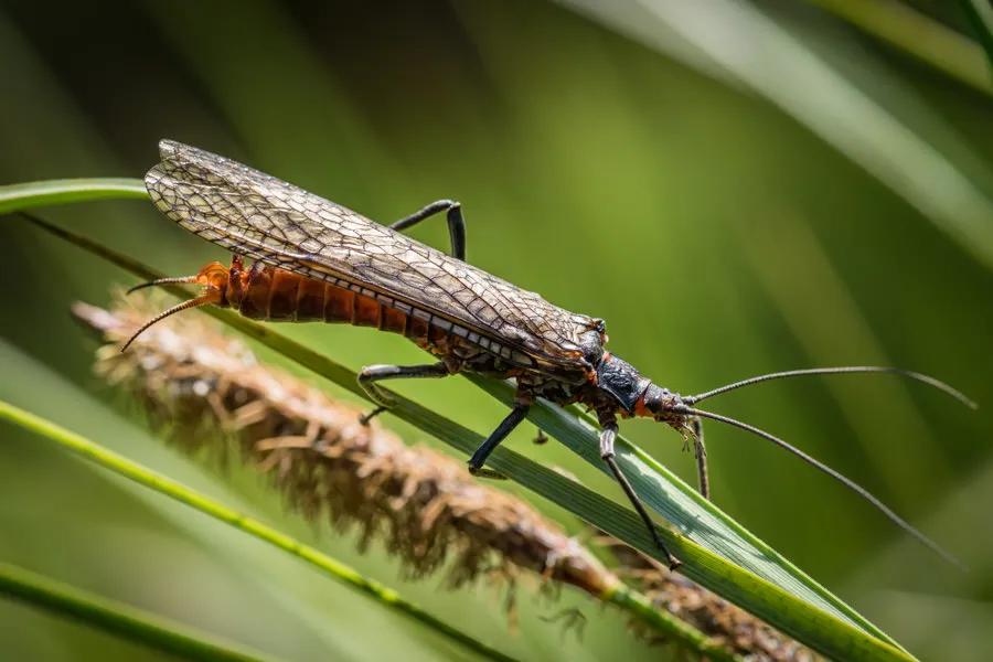 5 Tips for Twitching Hoppers