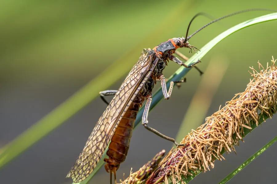 Tips for Fishing the Salmonfly Hatch on Montana's Madison River