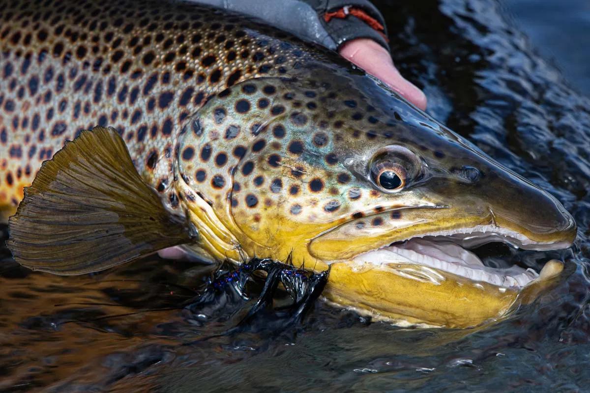 Catching Giant Brown Trout in a Small Stream (20+ Inch Wild Browns