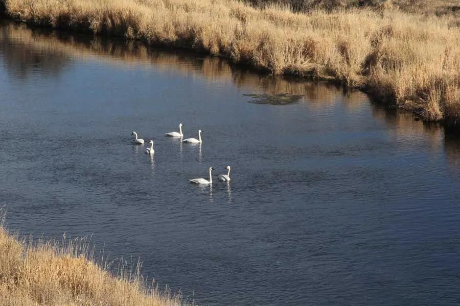 Spring creeks are another great earl spring option. The groundwater fed fisheries have elevated water temperatures which gets trout moving earlier than other waters.