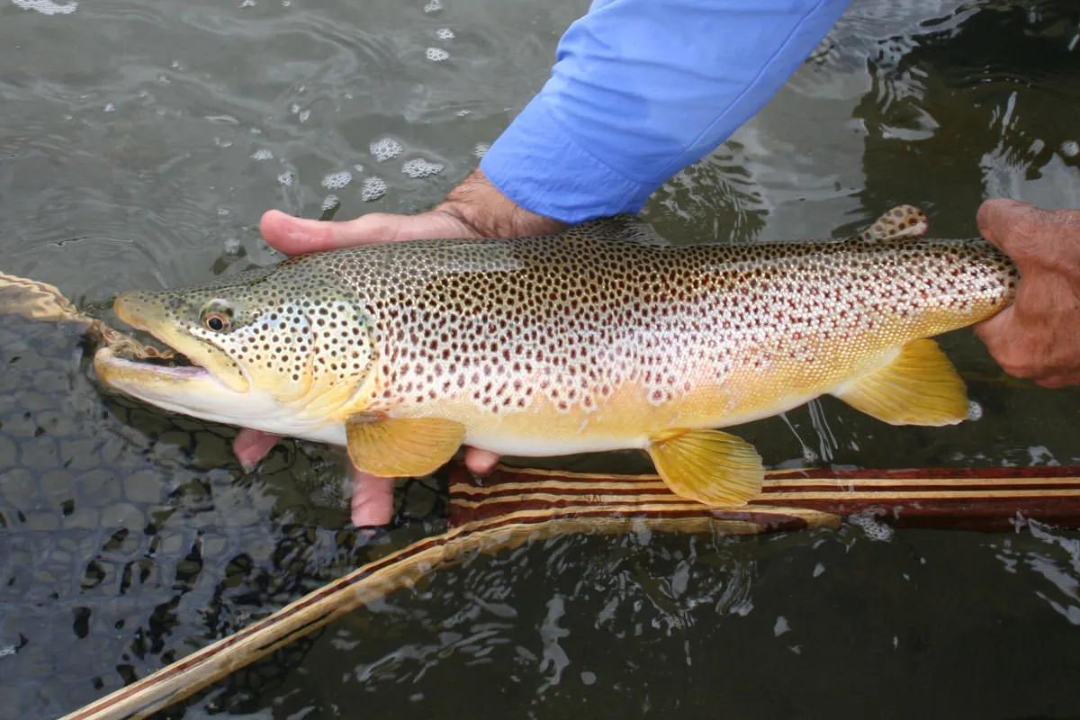 How to Catch Huge Montana Brown Trout in the Rain