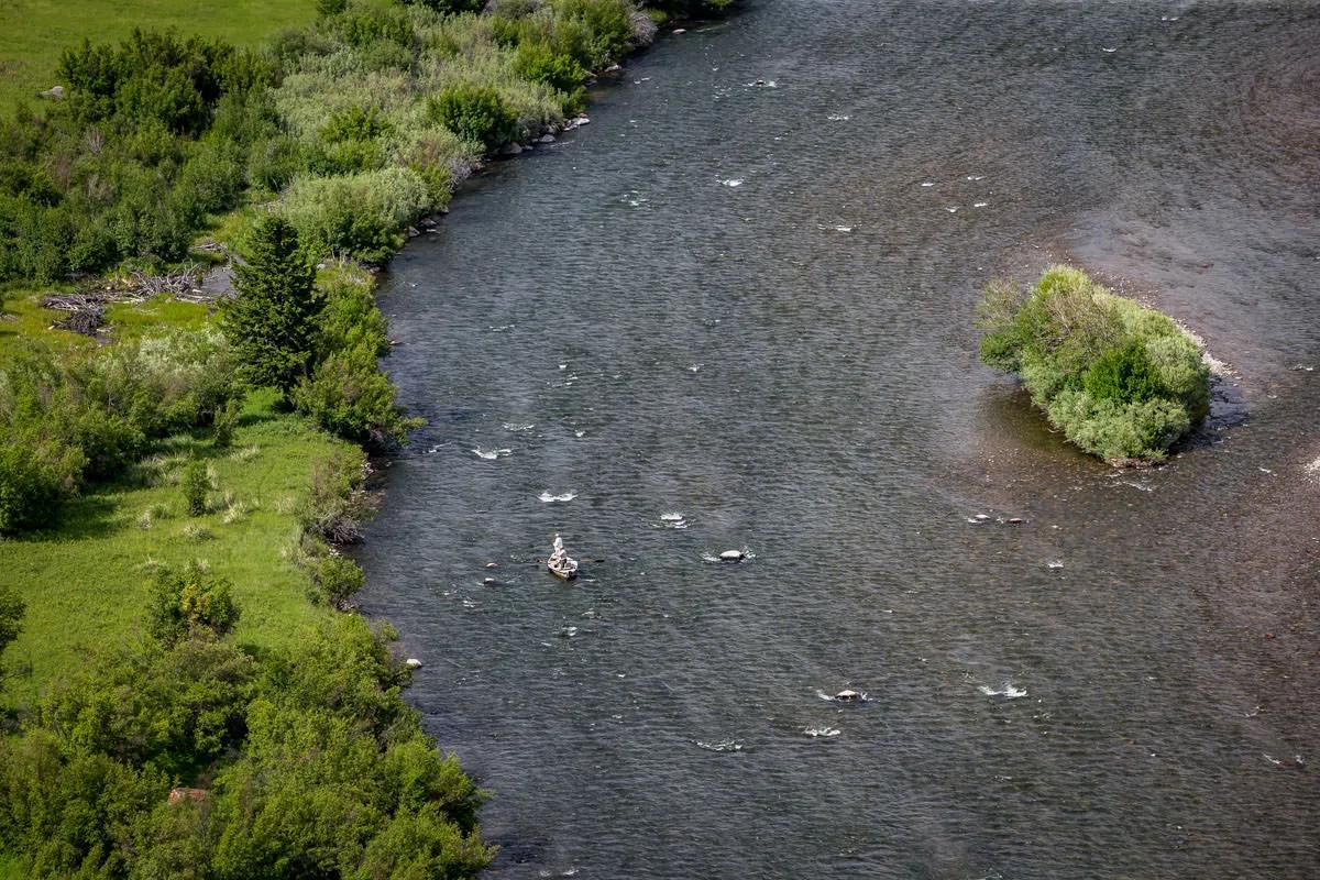 Big browns move out of deeper water to hunt in shallow riffles and tailouts during rainstorms.