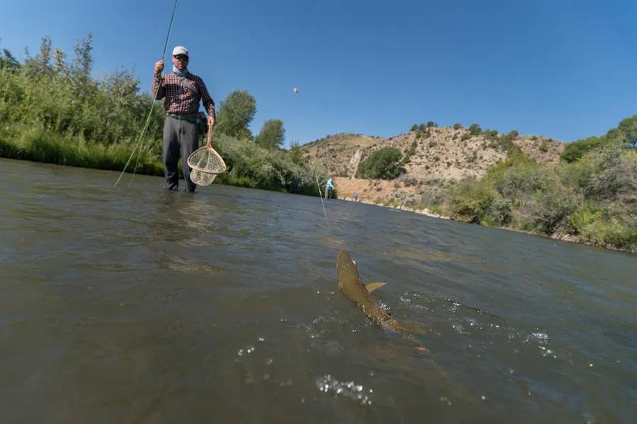 How to Rig and Fish a Dry-Dropper Set Up for Montana Fishing