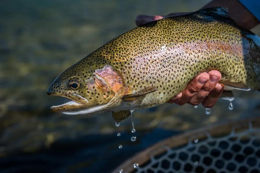 Dropper Rigs  Fishing Outposts