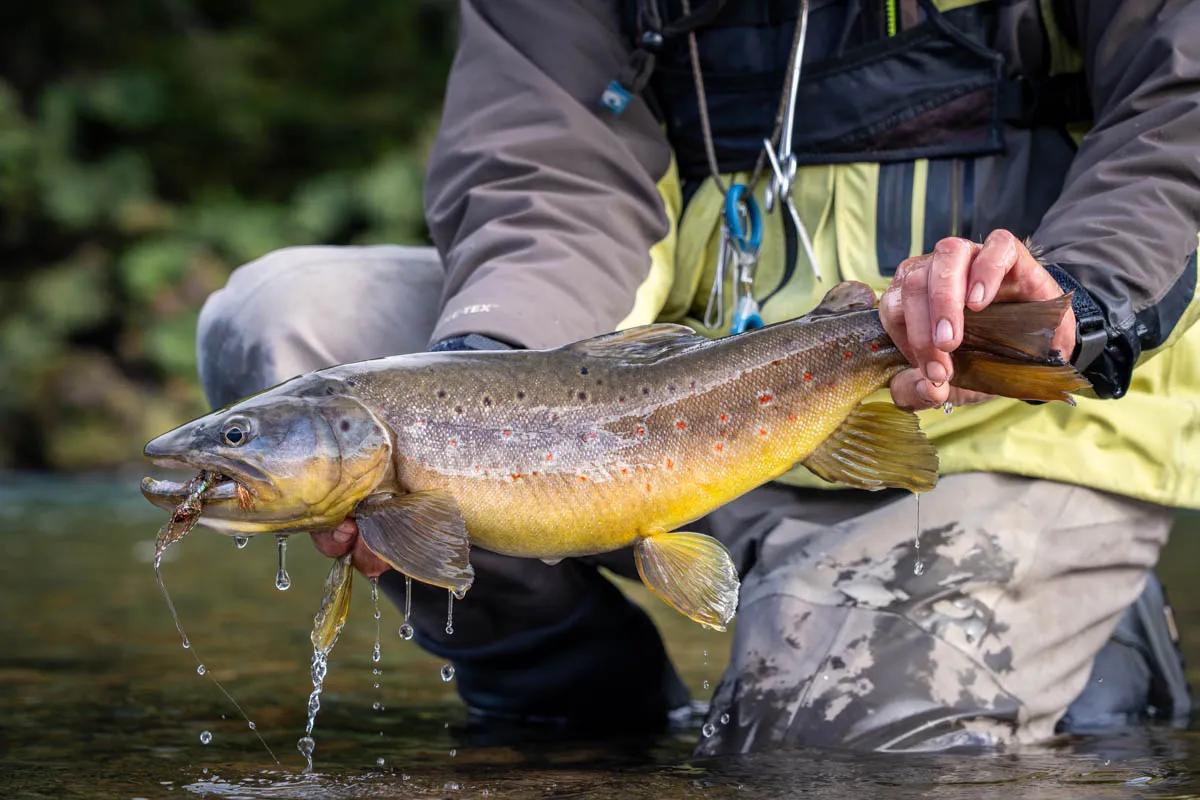 Big brown trout seek cover in the abundant structure of the Río Blanco. They'll slash out to hit well-placed streamers.