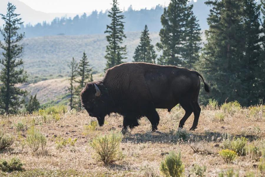 A family trip into Yellowstone National Park is a great way to enjoy a fishing vacation