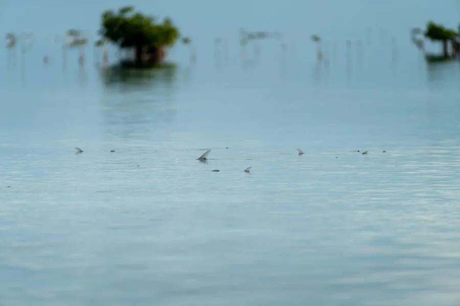 Tailing bonefish can get the blood pumping with anticipation. The bonefishing in the Cayo Largo region is some of the best in all of the Carribean.