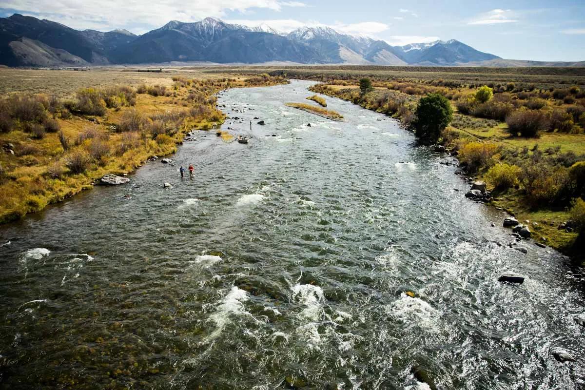 The Madison River near Bozeman and Ennis Montana is home to several thousand trout per mile