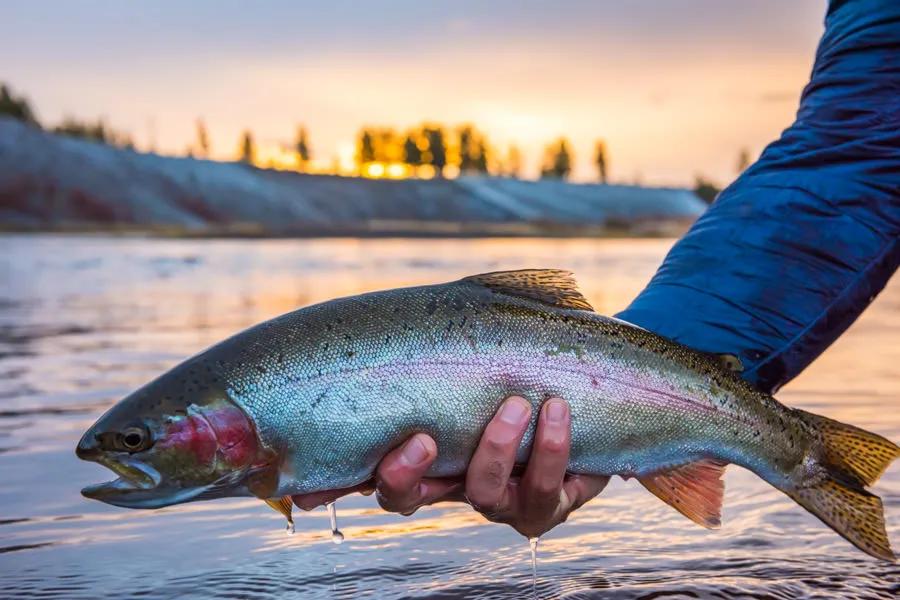 Fall fishing is often the end of the angling year for many anglers and Montana has very consistent fall fishing. 