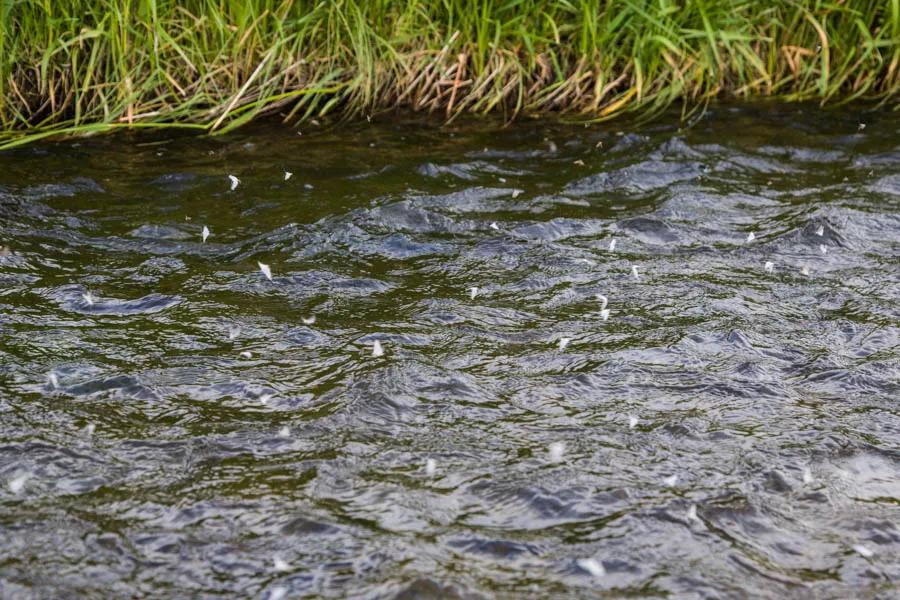 Hatches of Blue-Winged Olive mayflies see adults fluttering slightly above the surface and then the adults land on the surface to lay eggs.