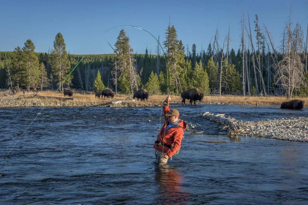 Blue-Winged Olives can be found in all types of water. In this photo, an angler in Yellowstone National Park is nymphing a deeper run at the start of a hatch.