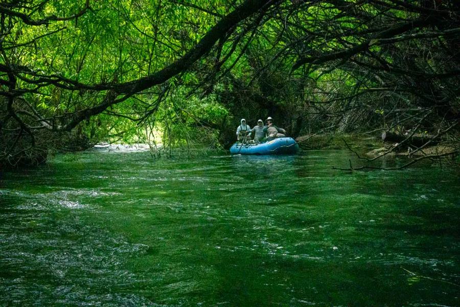 Argentina fly fishing trips. The guides at Carrifleufu River Lodge used machetes and chainsaws to create a path through the willow-covered Rio Chubut.
