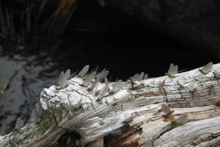 Hatches on spring creeks and tailwater rivers in Montana are often more prolific and consistent than freestone rivers. 