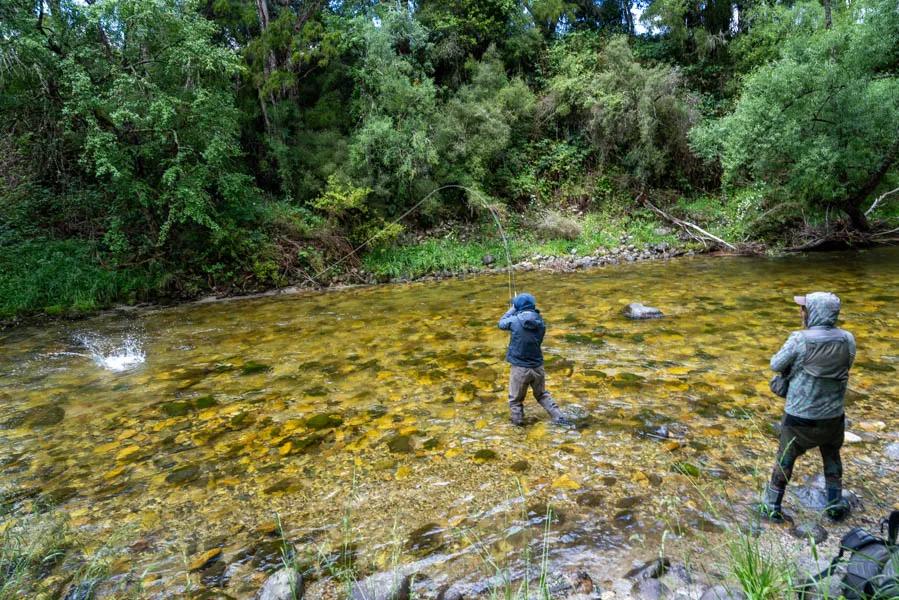 Big trout in New Zealand