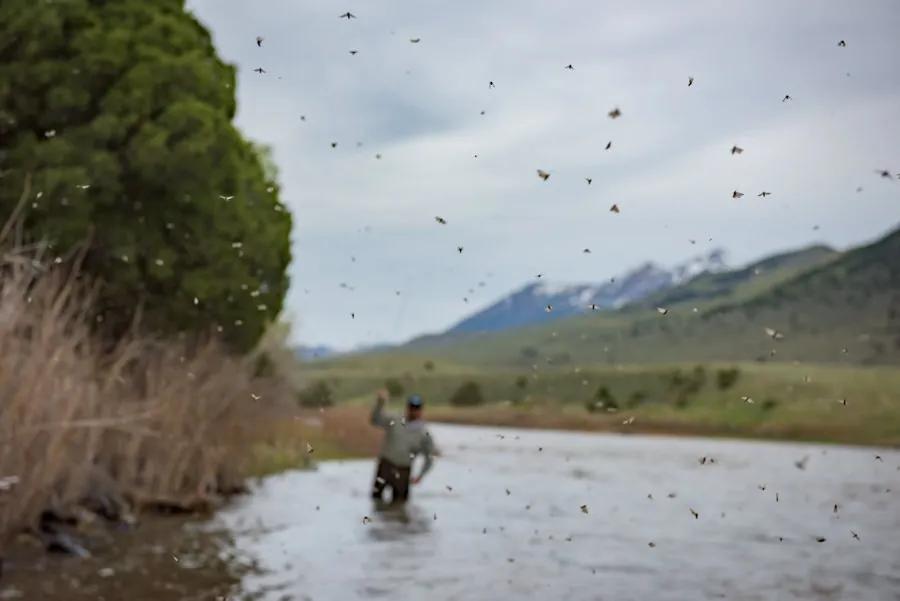 The Mother's Day caddis hatch on the Yellowstone River is a matter of being in the right place at the right time and with a river that is in fishable conditions. 