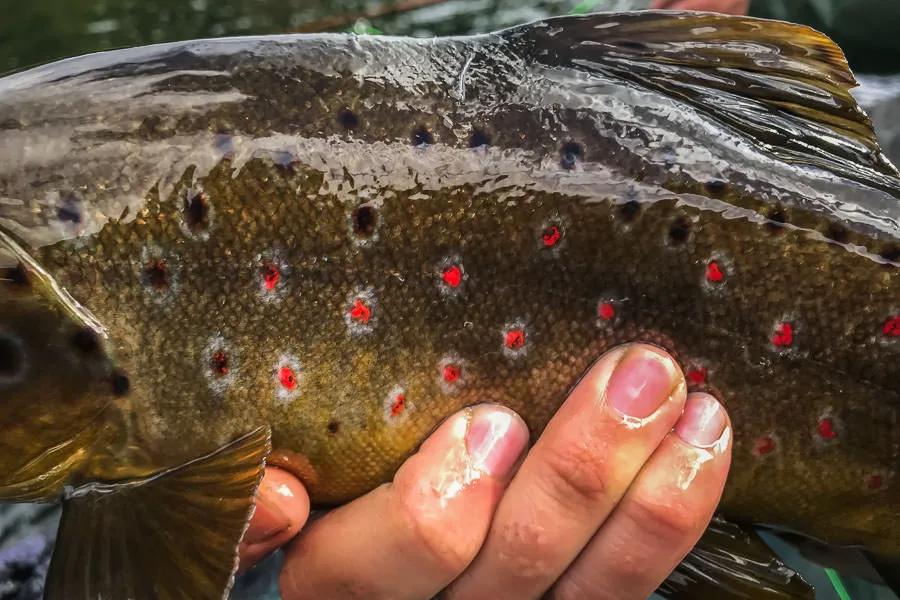 Patagonia Fly Fishing