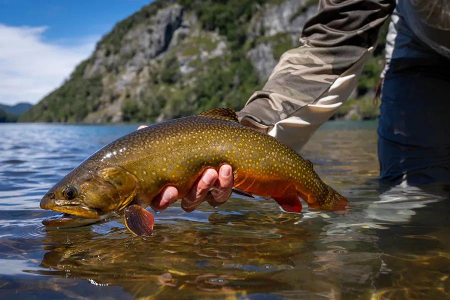 Trout need three basic things: oxygen, cover, and food. Understand how they use these things and catch more fish.