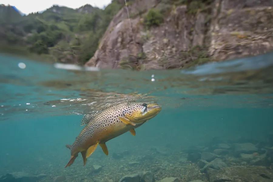 Big trout can be found anywhere there is plenty of food