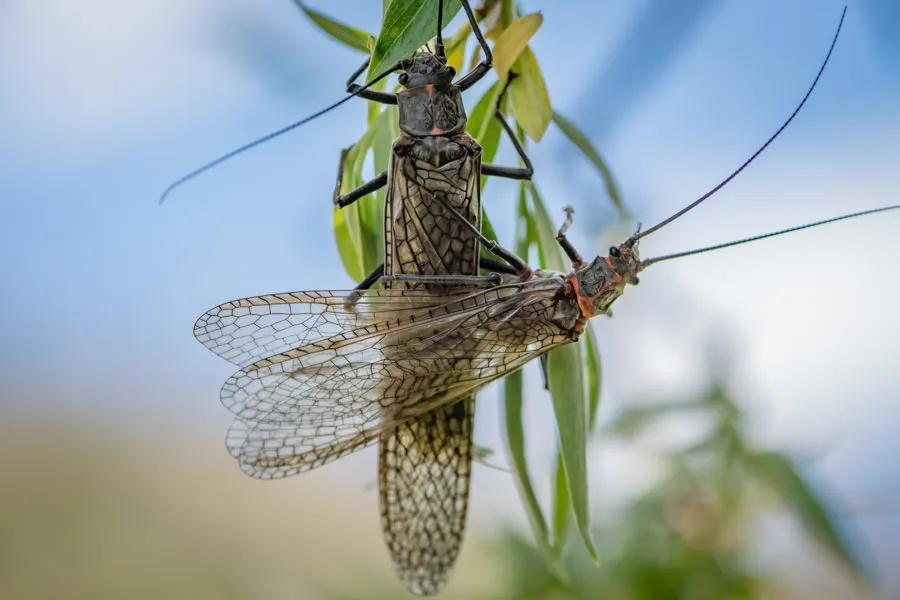 Salmonflies on the Yellowstone River near Big Sky and Bozeman, Montana