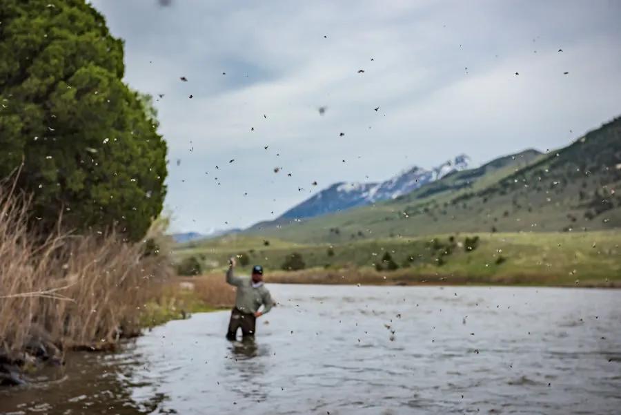 The Mother's Day caddis hatch on the Yellowstone River is a matter of being in the right place at the right time and with a river that is in fishable conditions. 