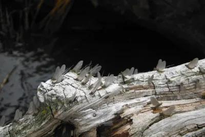 Blue Winged Olive mayflies hatch on most trout streams in the fall and spring seasons and provide a large chunk of a trout's diet. 