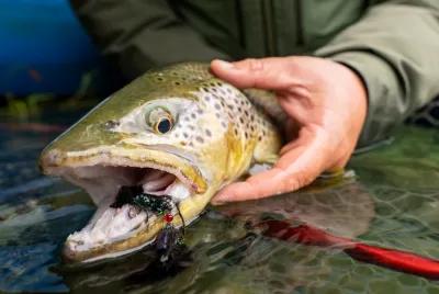 Fly fishing trips with Montana Angler Fly fishing with streamers in Montana