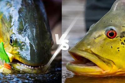Dorado Vs. Peacock Bass Dorado Vs. Peacock Bass