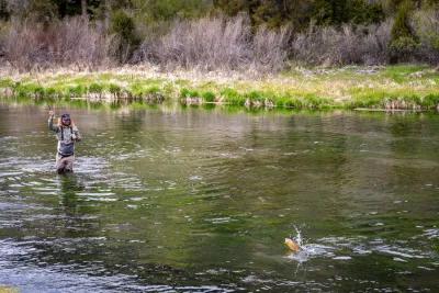 Bozeman Montana fly fishing trips DePuys Spring Creek Fly Fishing near Livingston