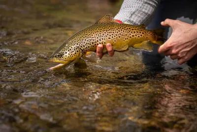 Montana Angler fly fishing trips near Bozeman, Montana East Gallatin River Montana