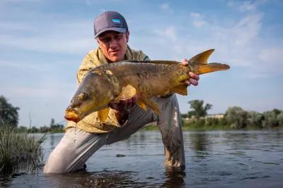 Montana Angler fly fishing for carp near Bozeman, Montana Fly fishing for carp in Montana